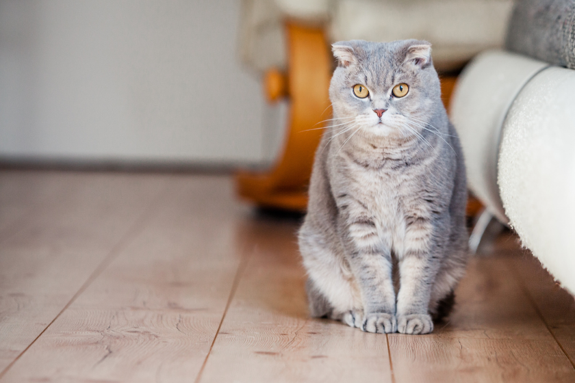 scottish fold meanest cat breed