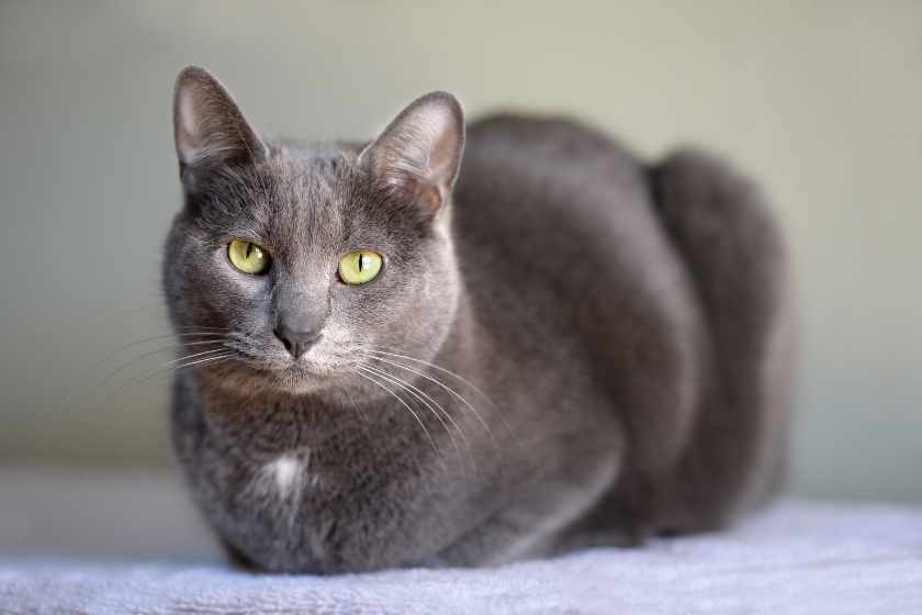 korat meanest cat breeds