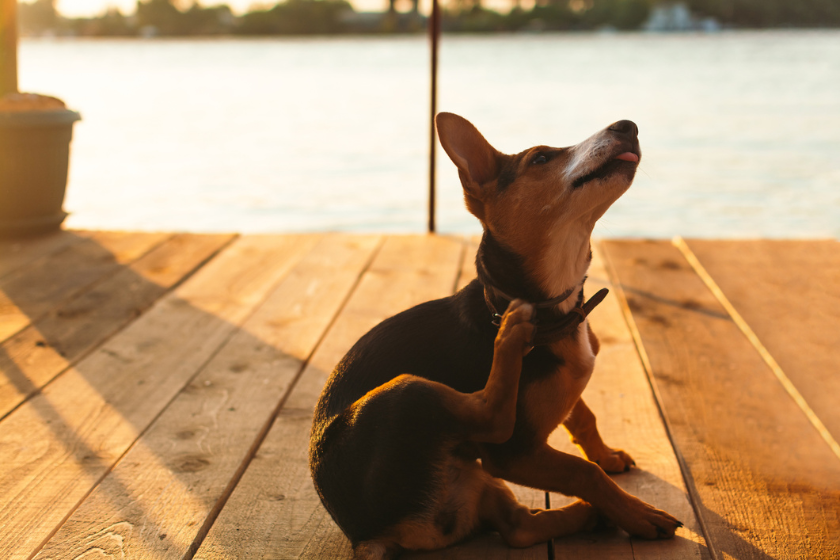 seasonal allergies in dogs