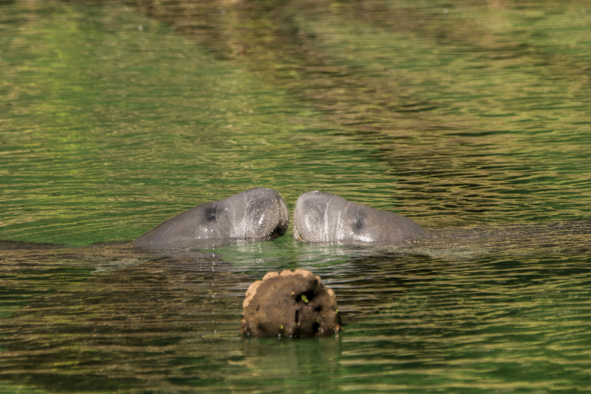 Wild Manatees "kiss" above water in Blue Springs State Park in Central Florida USA near Orlando