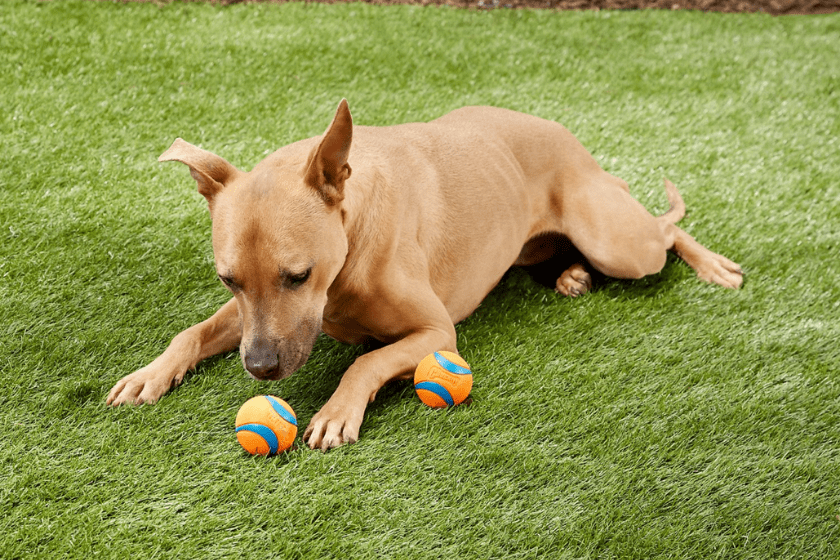 stocking stuffers for pets