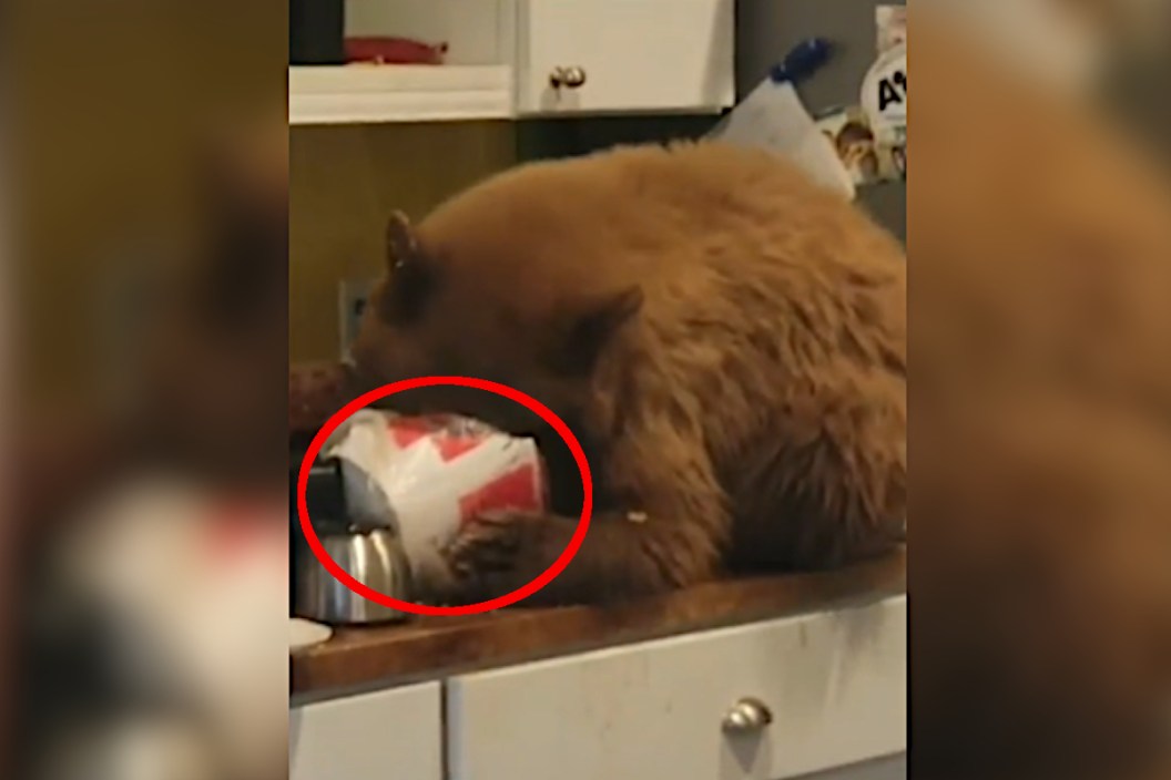 Bear KFC