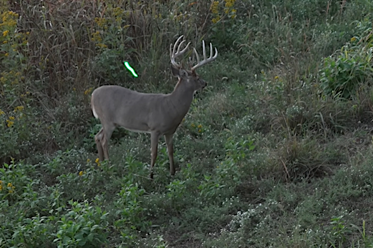 Big Buck Heart Shot