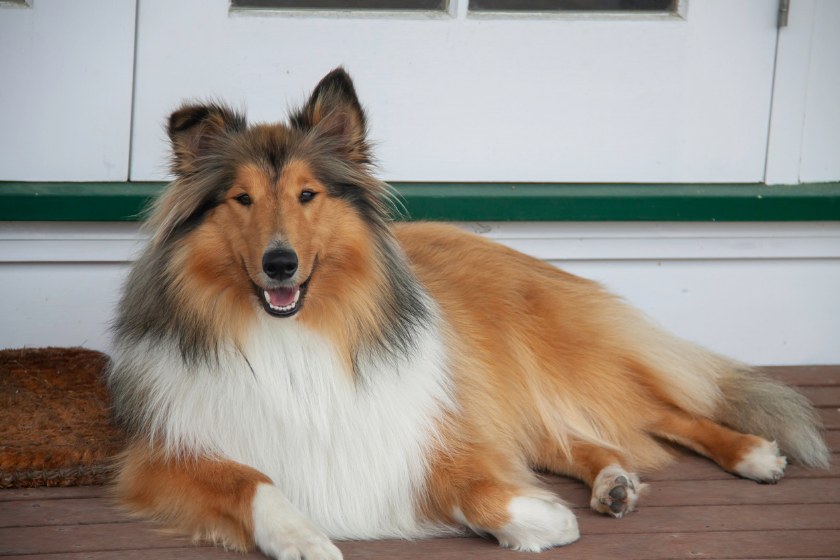 a collie sits on the porch