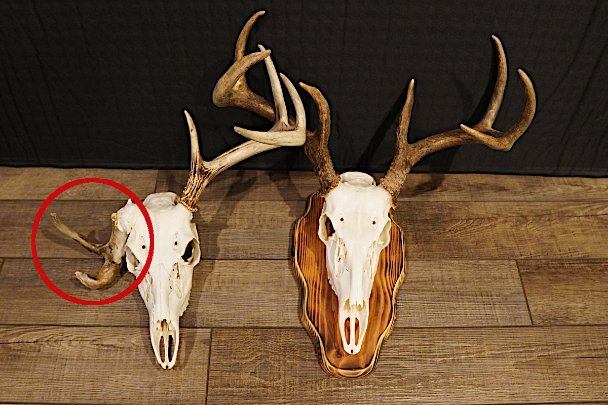 typical vs non typical deer