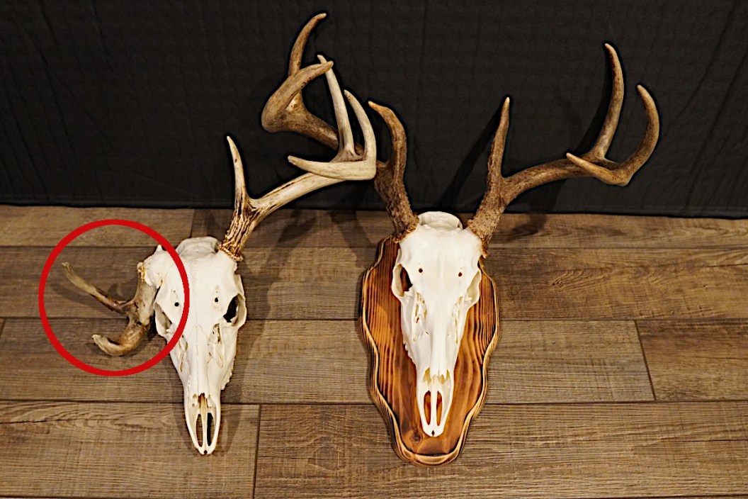 typical vs non typical deer