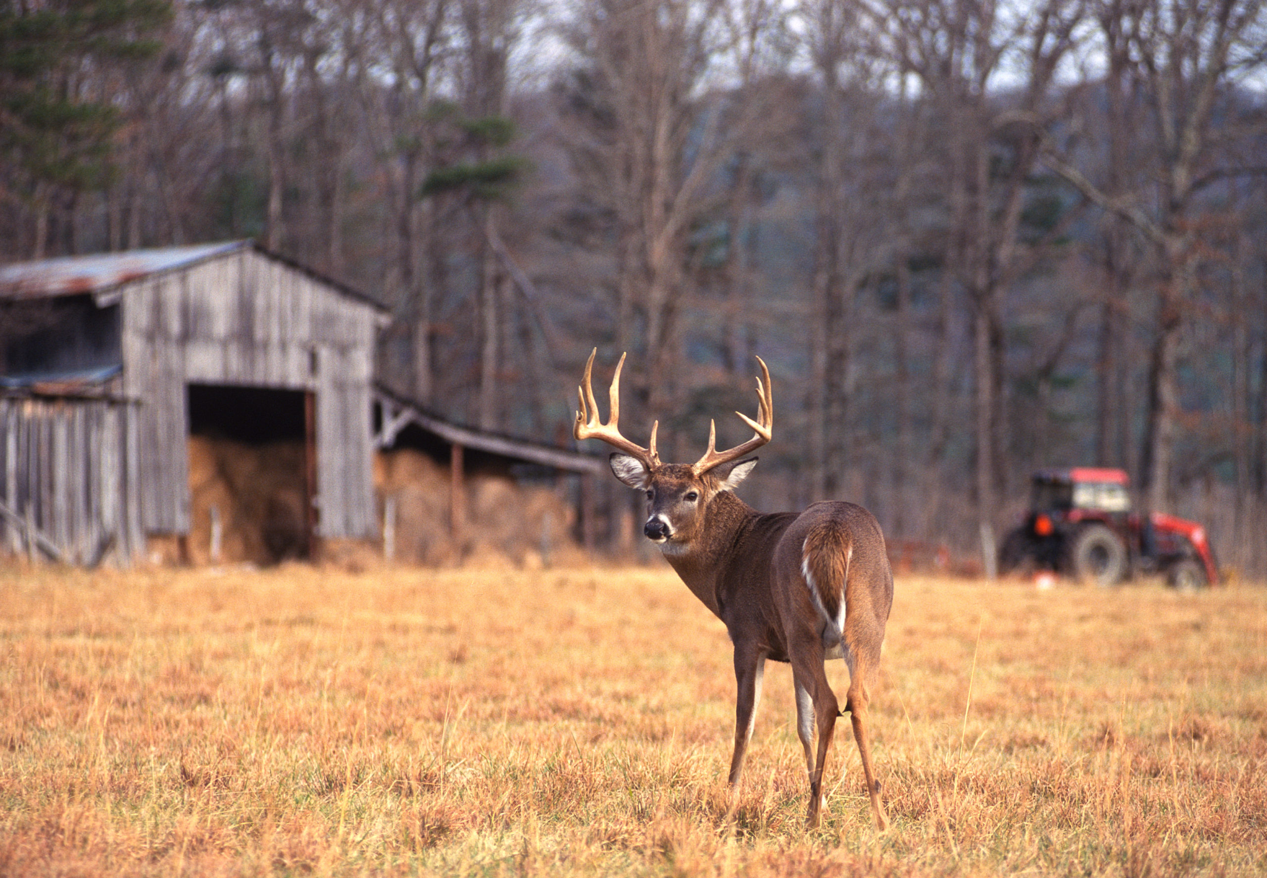 typical vs non typical deer