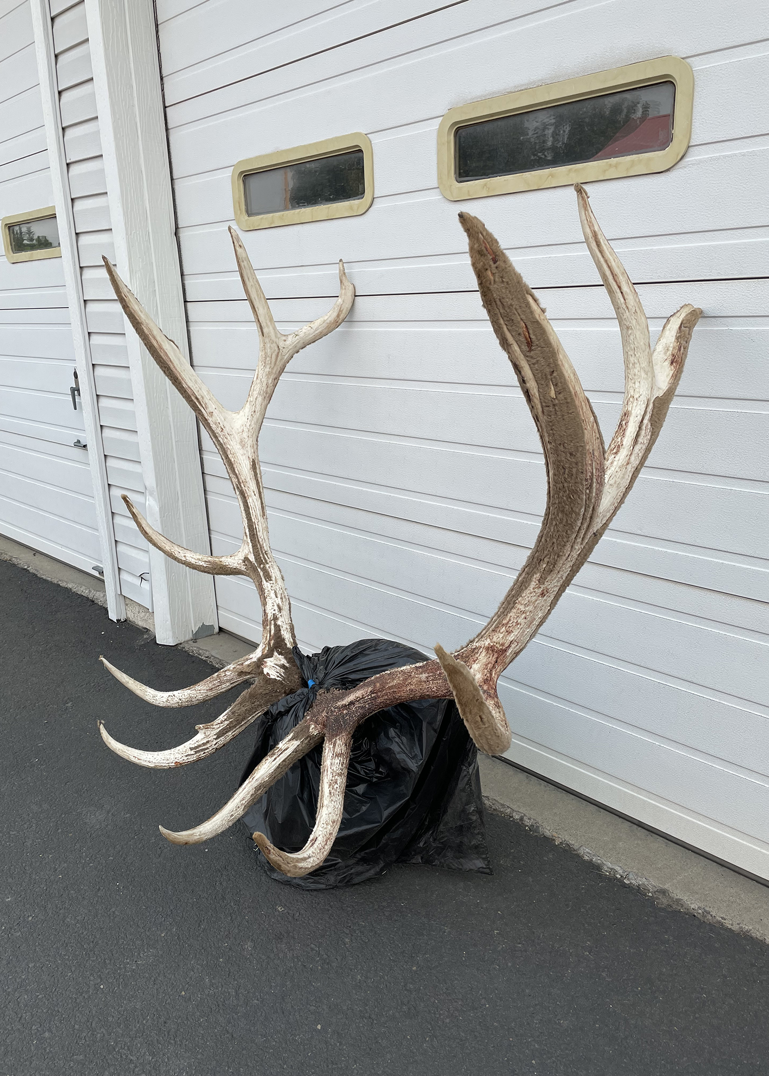 Record Bull Elk