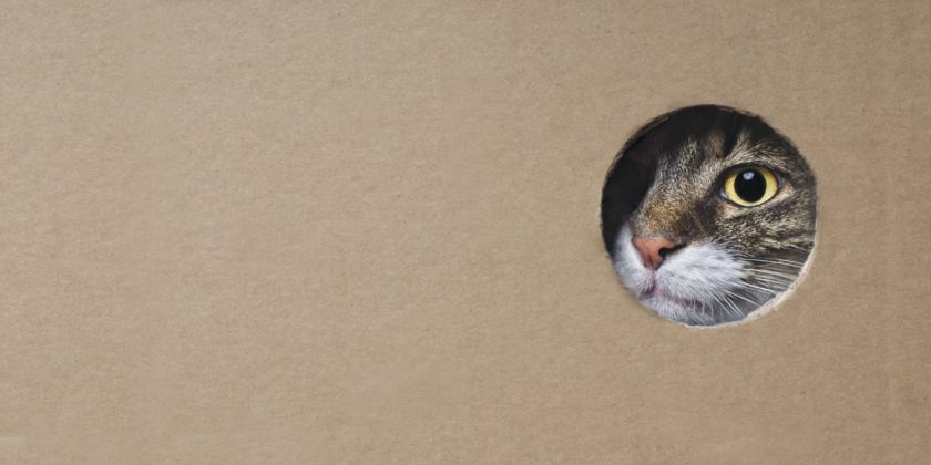 Cat peering through hole in a cardboard box