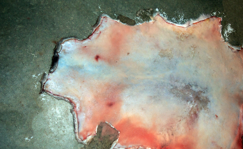 tanning a deer hide