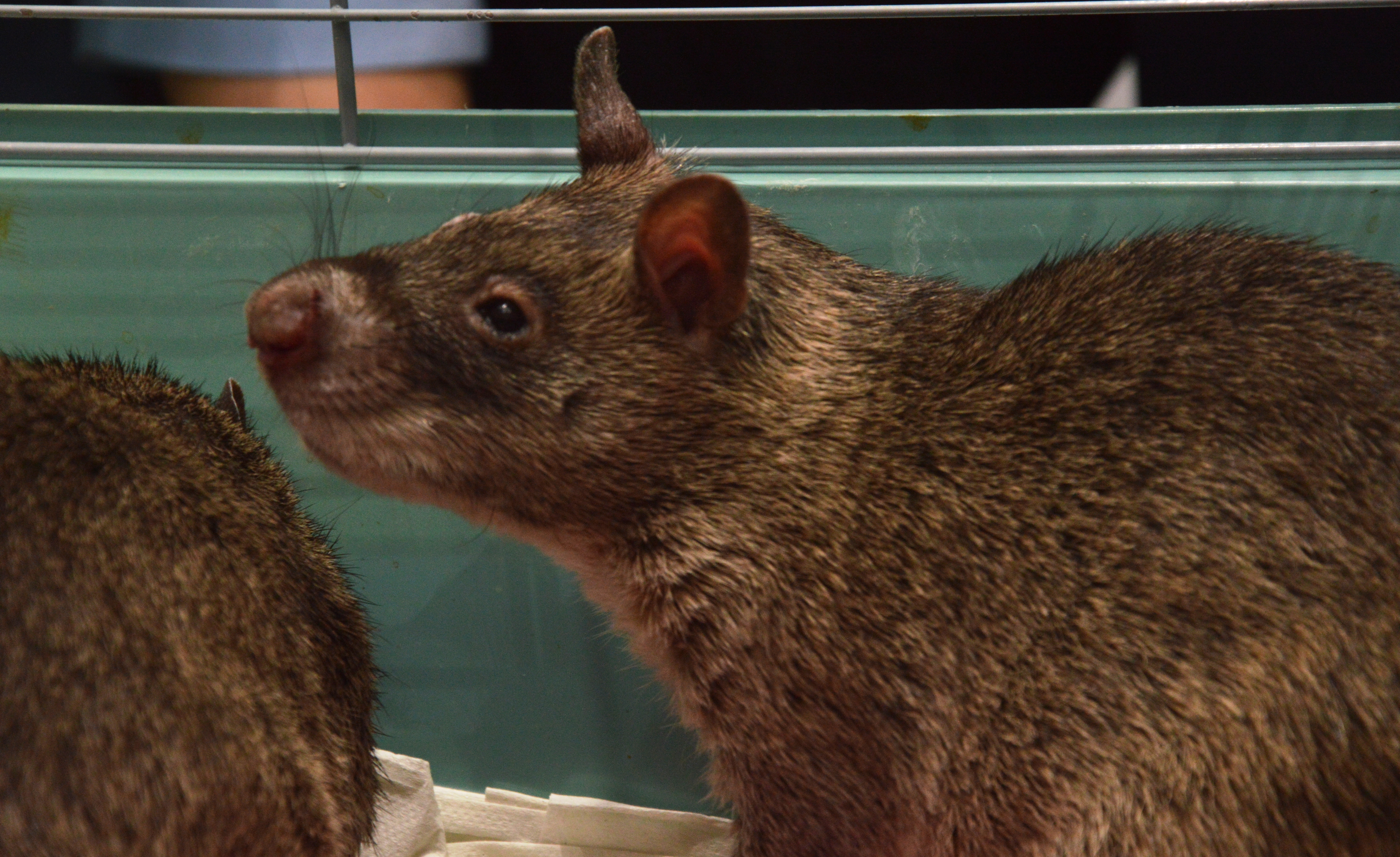 exotic gambian big rat closeup.