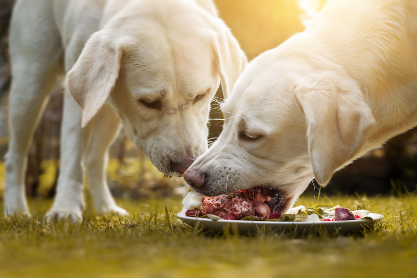 venison dog food