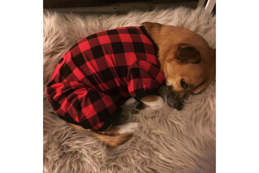 pet pajamas