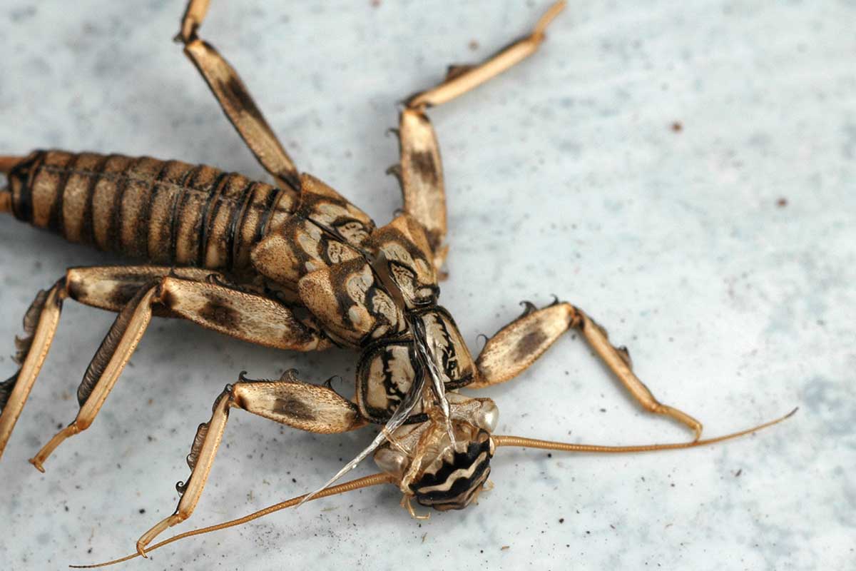 Entomology Facts
