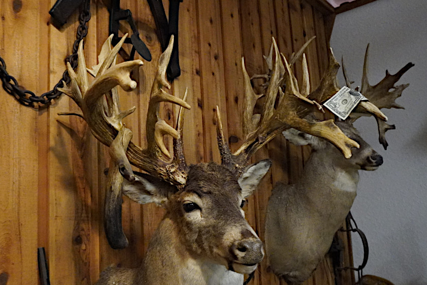 Minnesota Monarch Buck