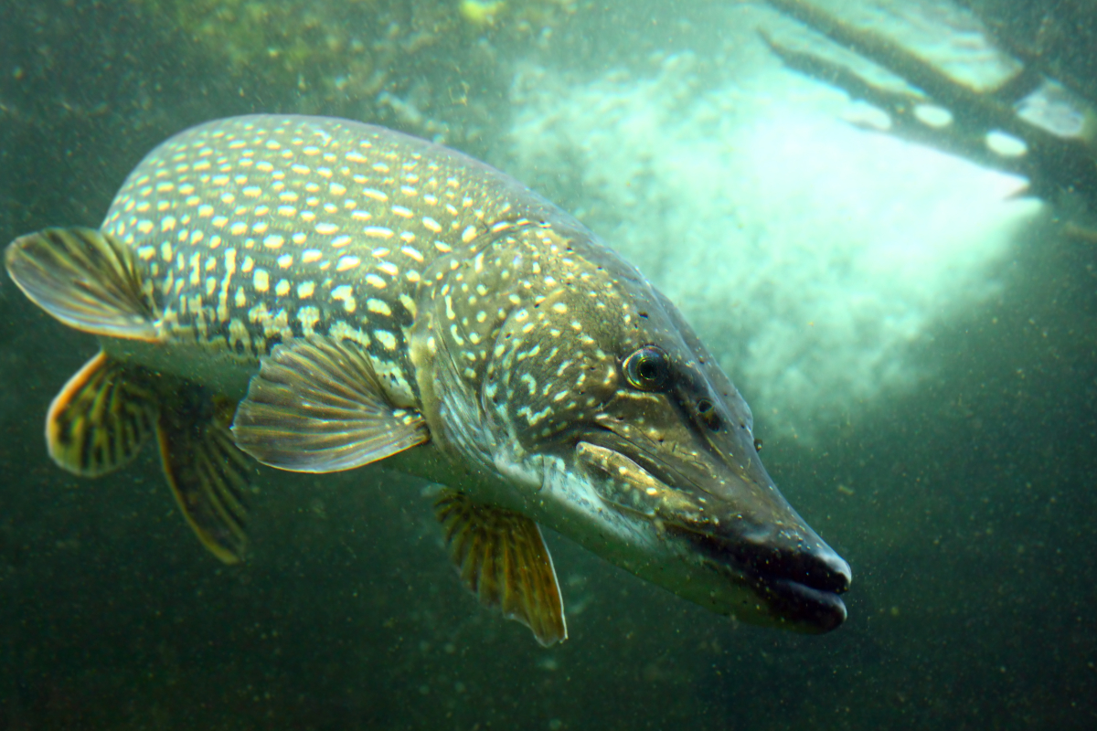 Northern Pike