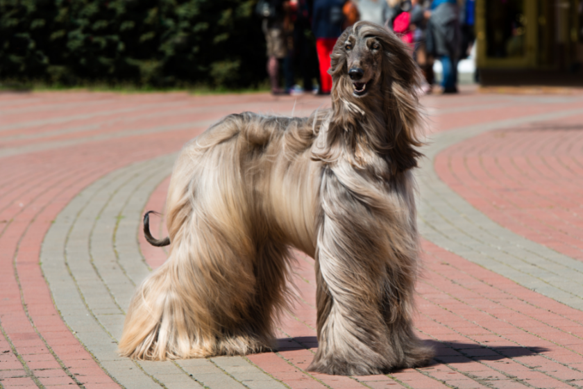 Afghan Hound