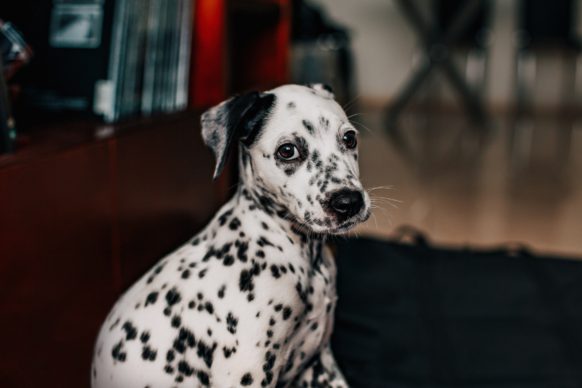hardest dogs to train