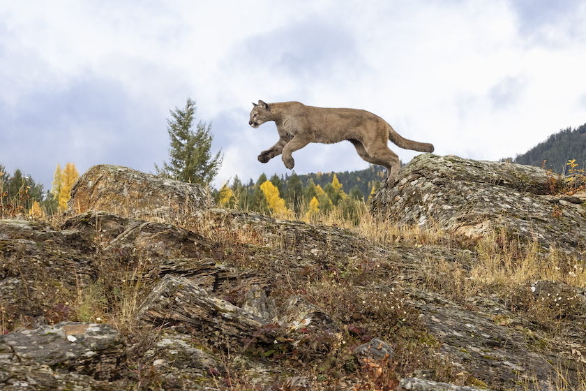mountain lion hunting