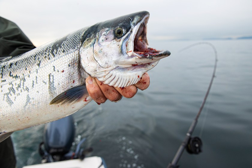 Coho salmon in the puget sound.