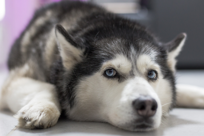 hardest dogs to train