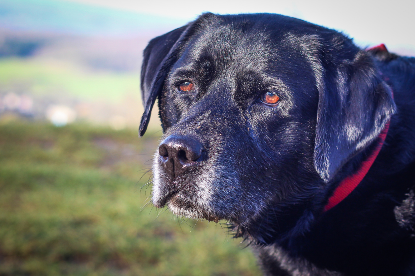 can old dogs learn new tricks
