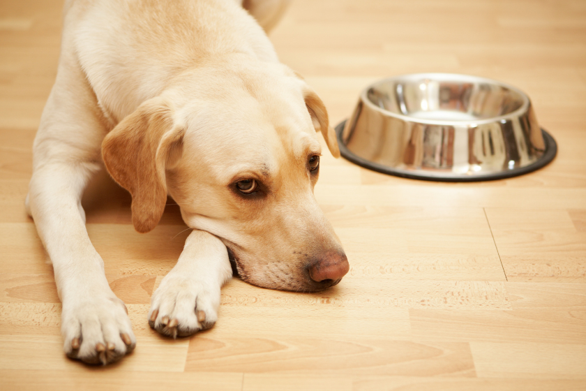 stressed dog by bowl why is my dog whining