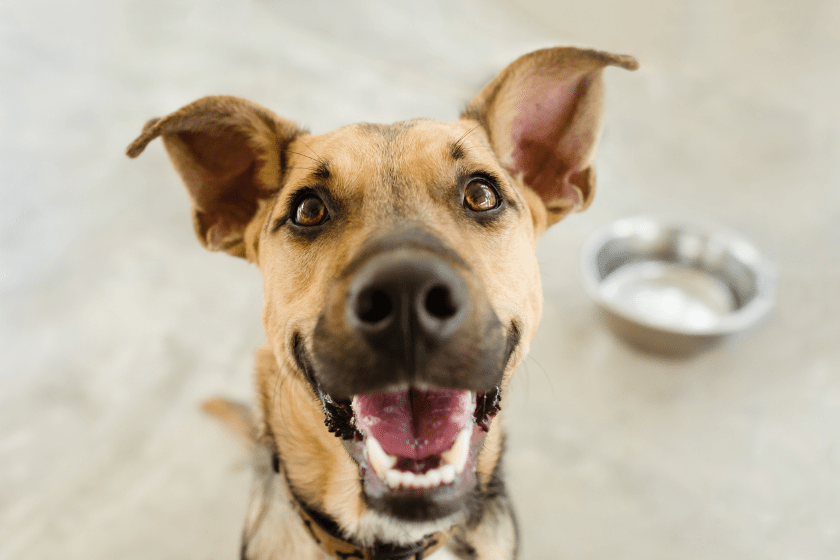 excited german shepherd mix why is my dog whining