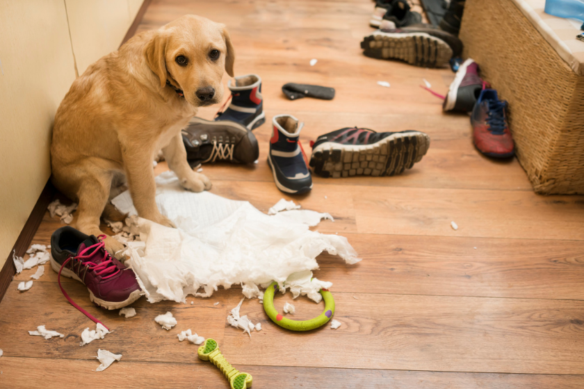 puppy sitting sadly around destruction of items