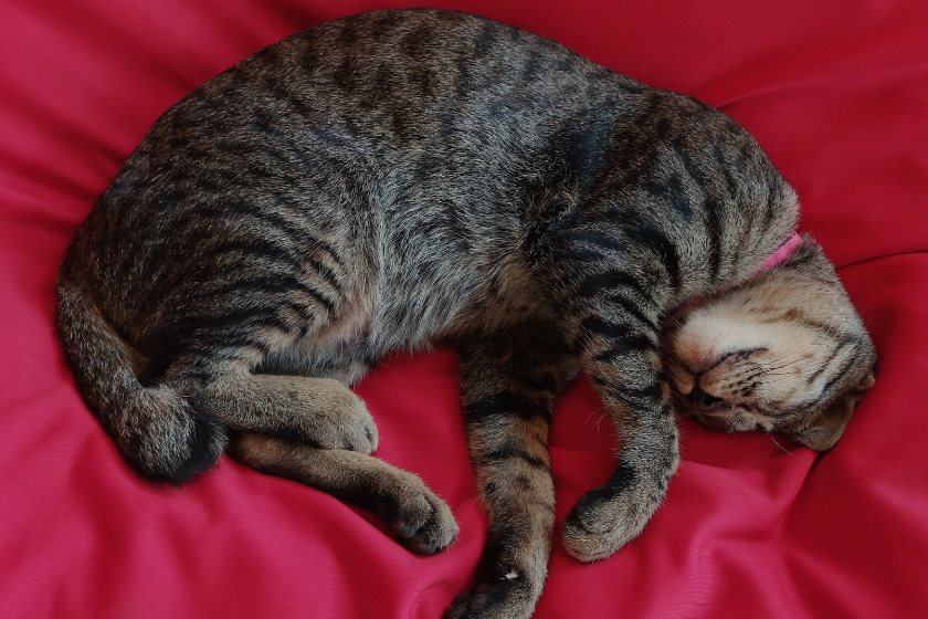 cat laying on side