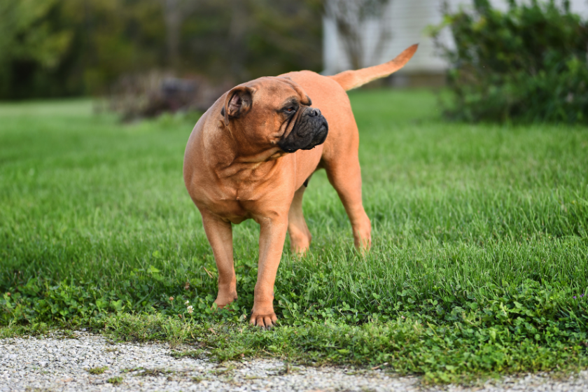 bullmastiff standing in green grass