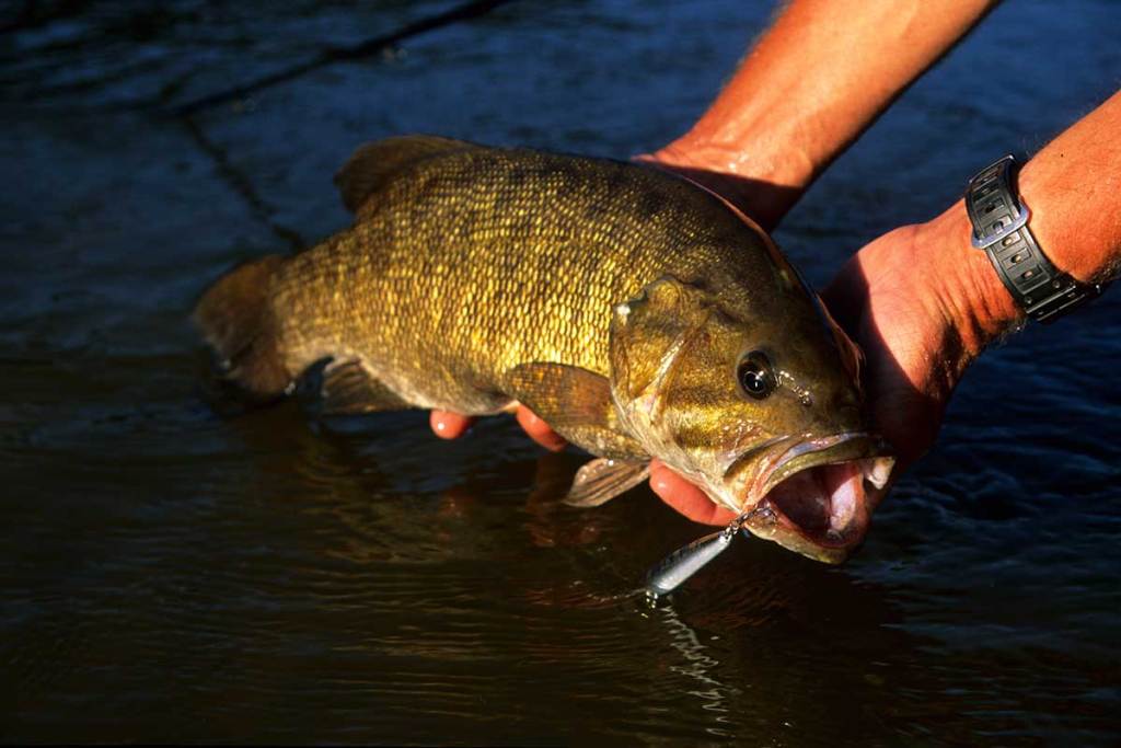 Bass Fishing Rules