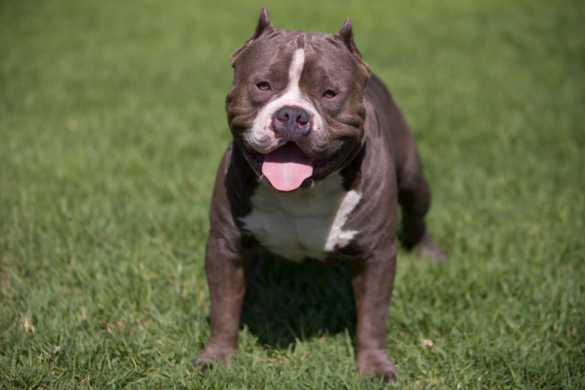 hardest dogs to train