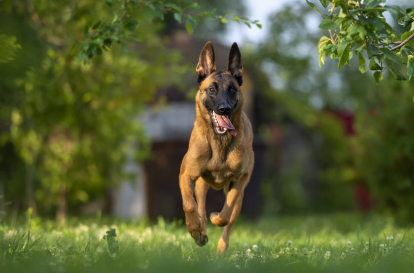 belgian malinois running outside