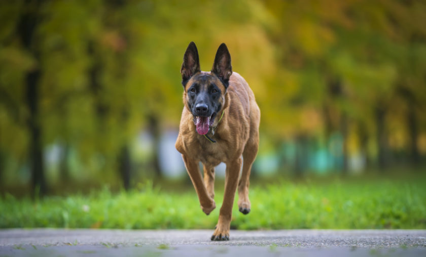 belgian malinois walking on sidewalk