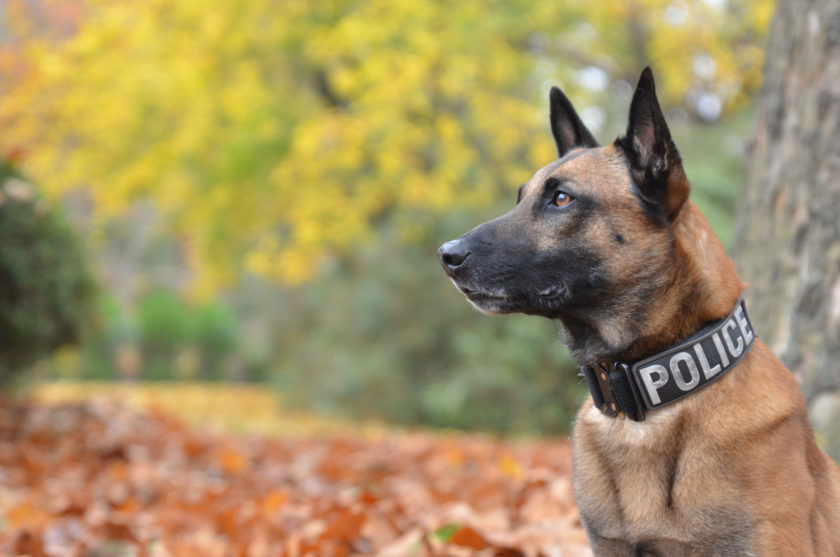 belgian malinois with police collar looking alert