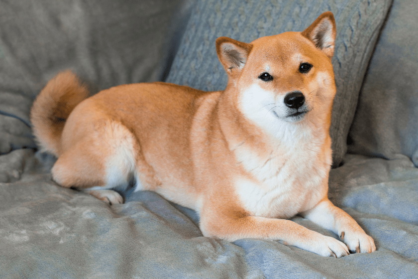 shiba inu stubborn dog breed