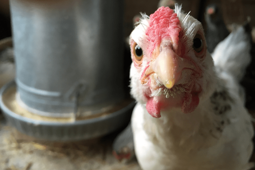chicken jokes