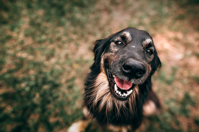German shepherd