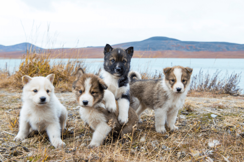 Puppies sitting in the grass by water