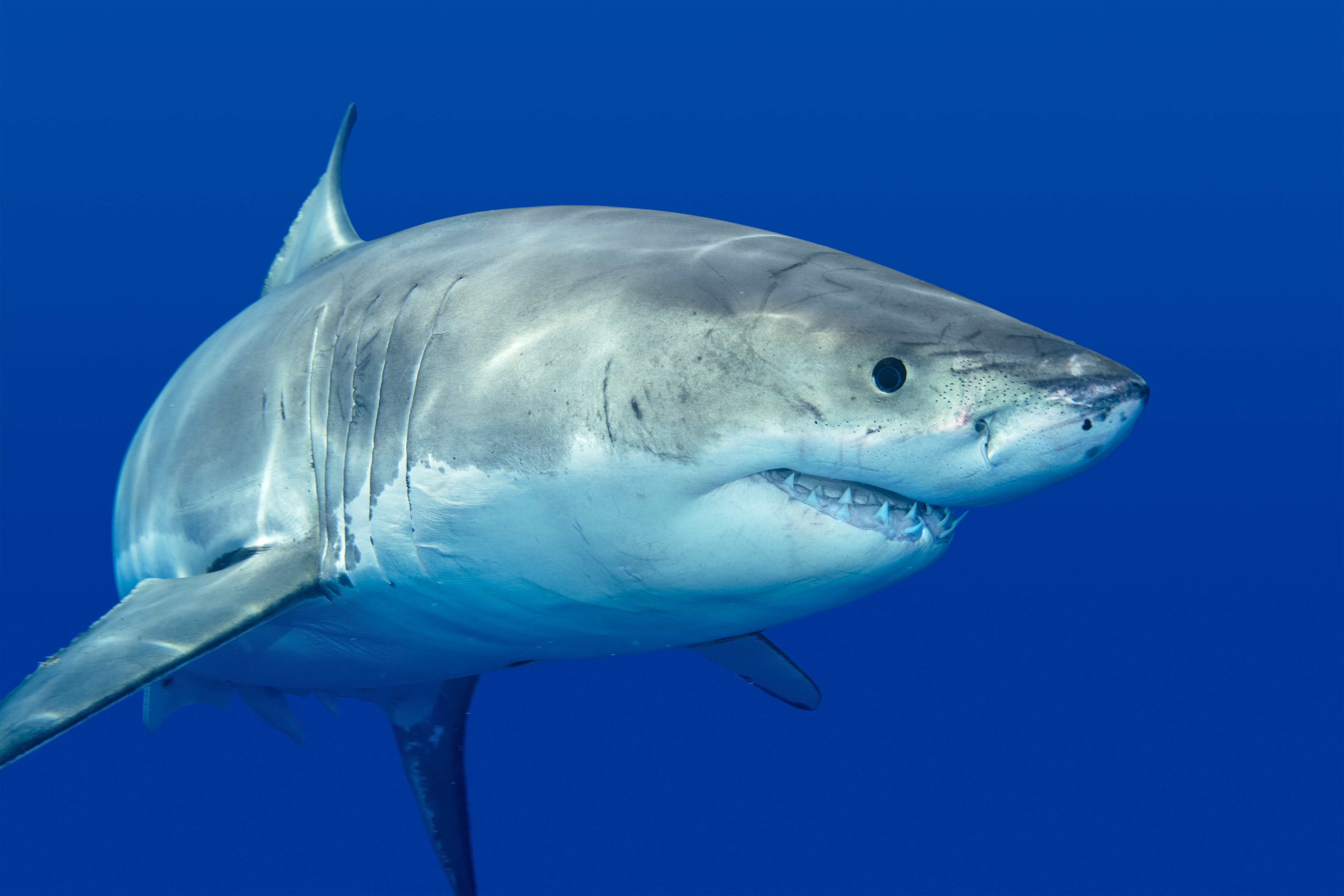Great white shark.