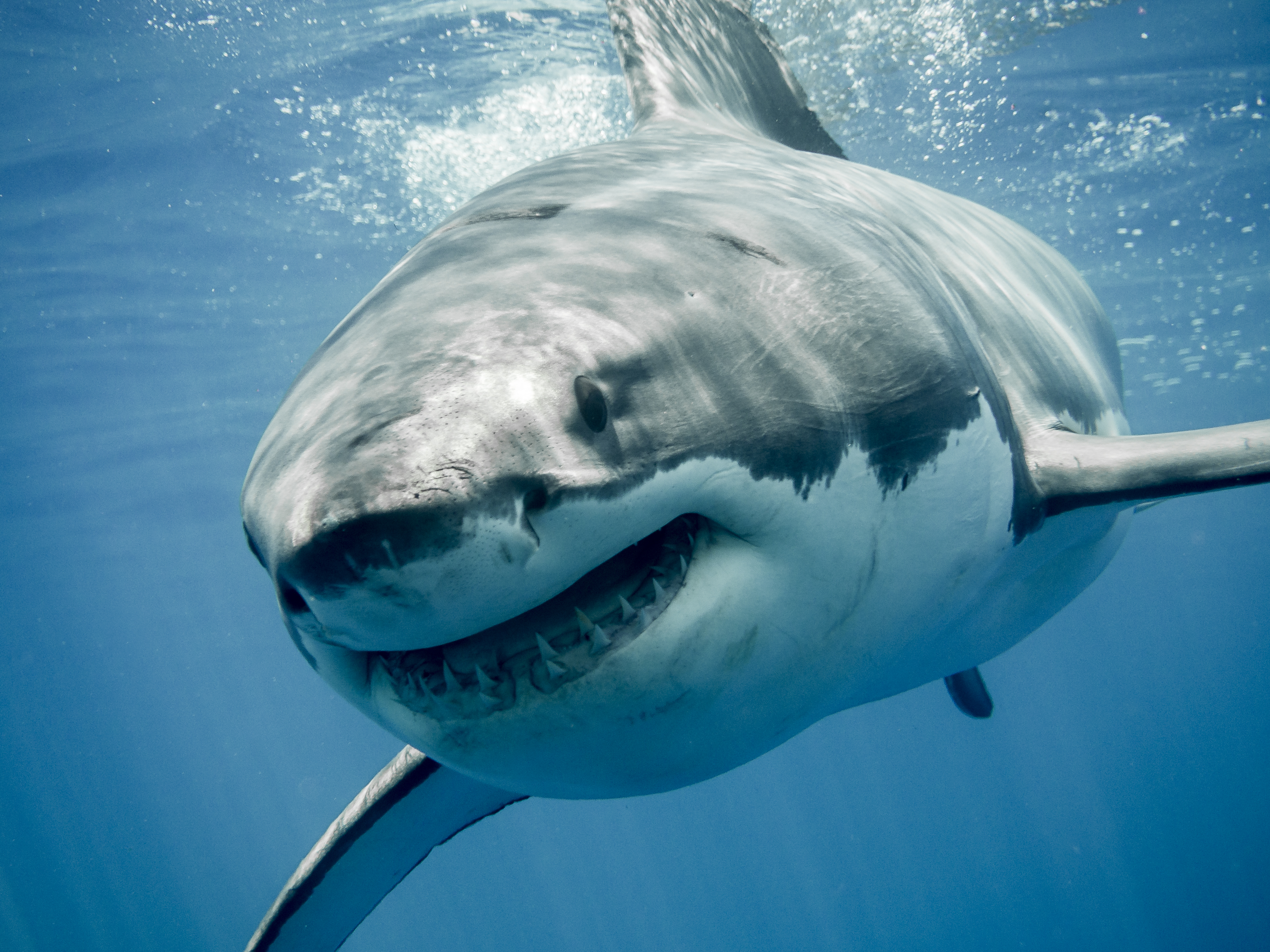 great white shark in the water.