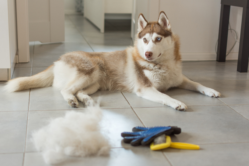 husky blowing coat onto floor