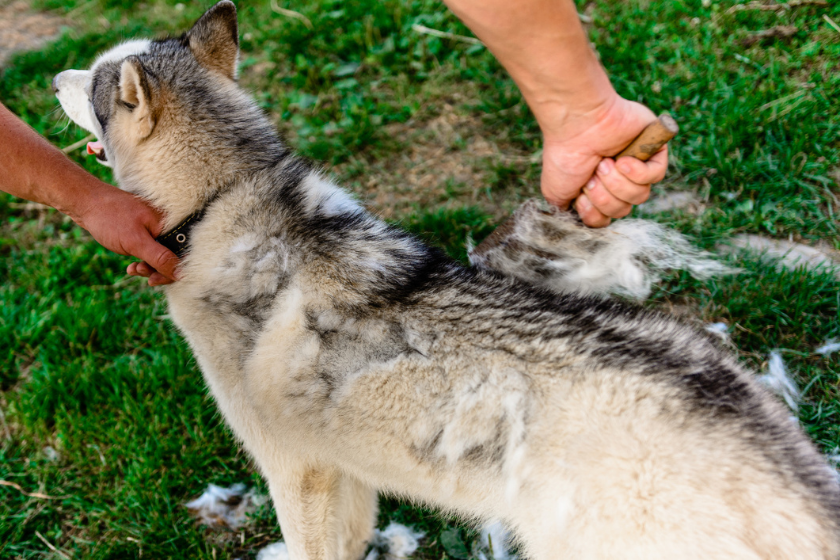 husky blowing coat outside