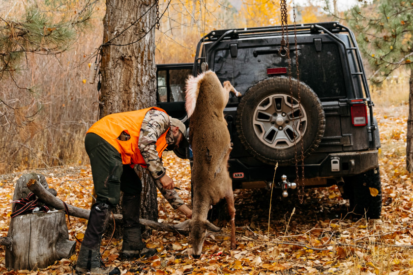 Remi Warren preparing a freshly harvested whitetail deer.