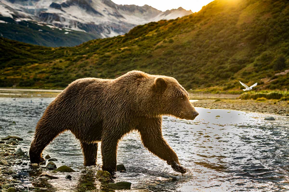 Bear Facts