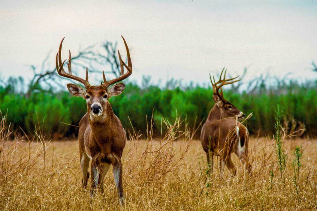 Questions After A Tough Deer Season