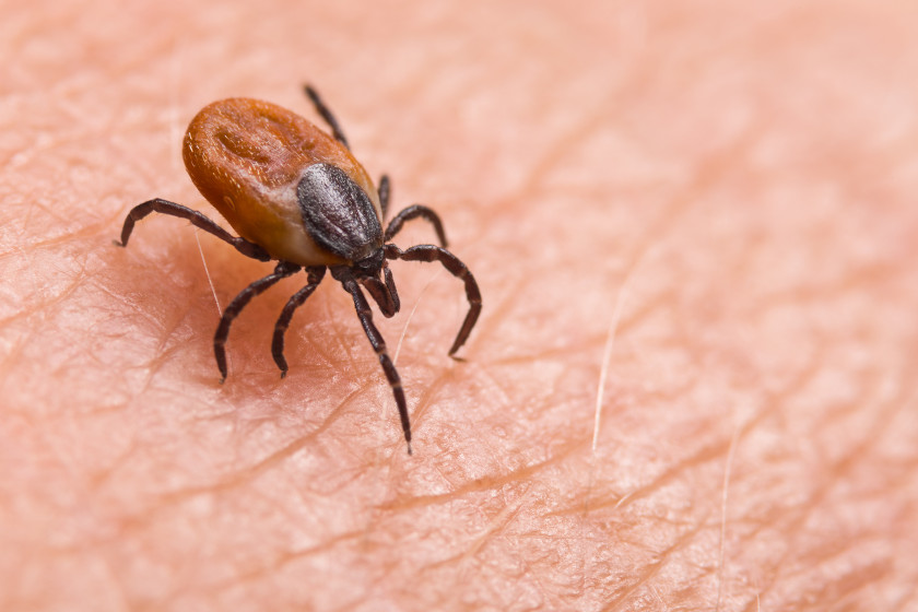 A tick crawling on a human.
