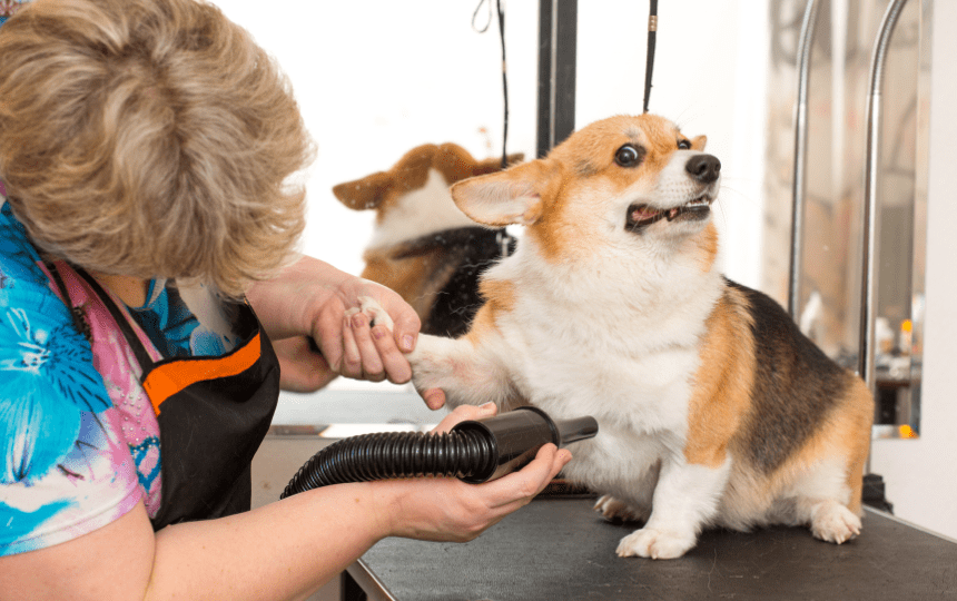 dog is groomed by a mobile groomer