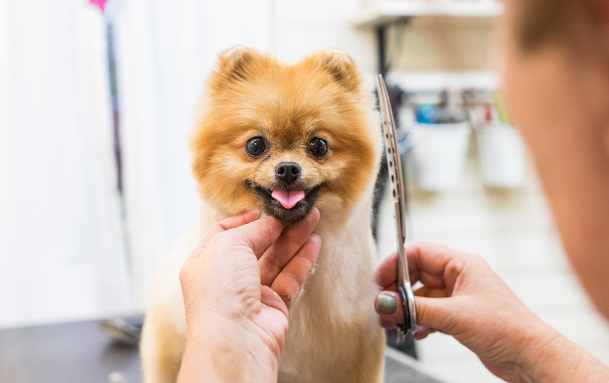 dog gets a trim
